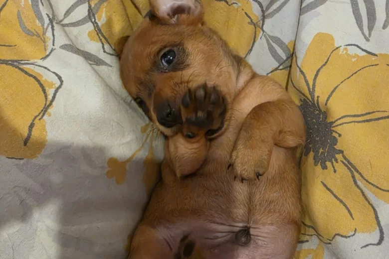 Miniature Pinscher