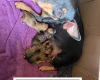 Miniature Pinscher