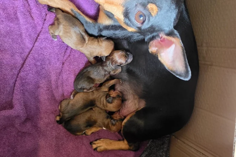 Miniature Pinscher