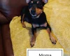 Miniature Pinscher