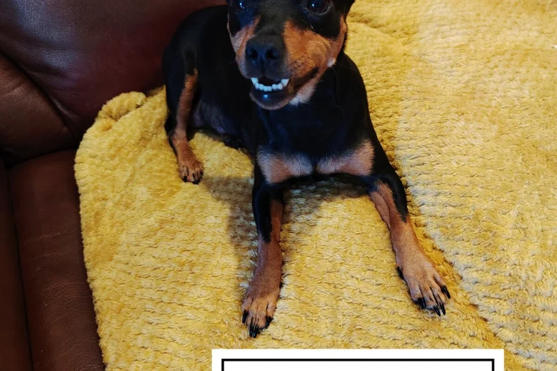 Miniature Pinscher