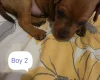 Miniature Pinscher