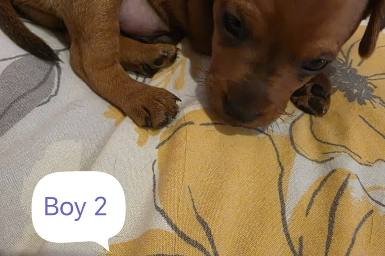 Miniature Pinscher