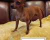 Miniature Pinscher
