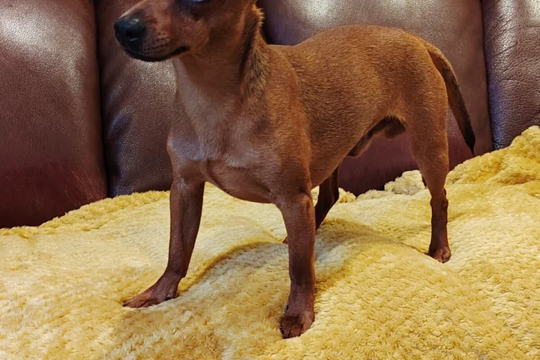 Miniature Pinscher