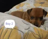 Miniature Pinscher