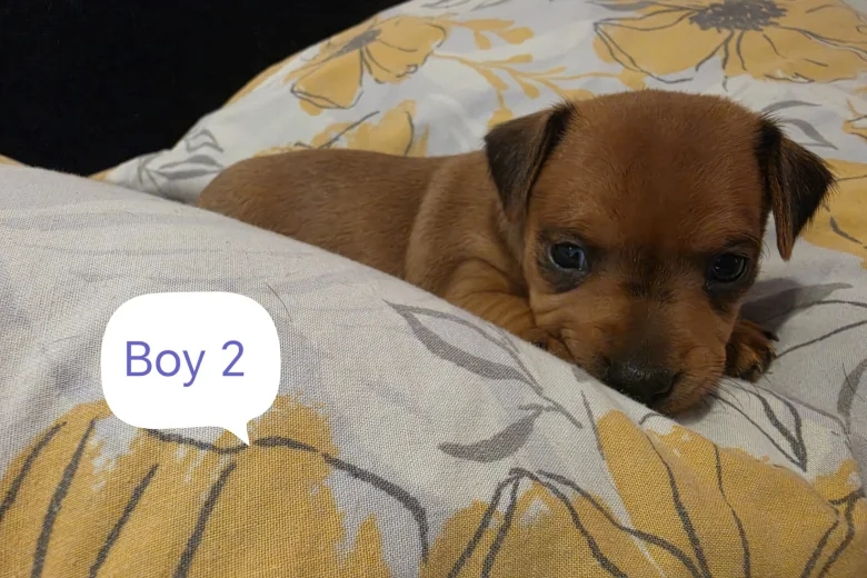 Miniature Pinscher