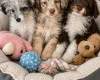 Miniature Poodle