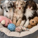 Miniature Poodle