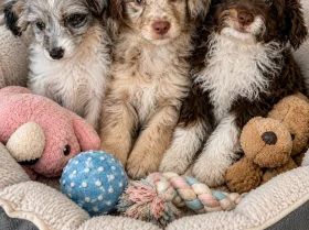 Miniature Poodle