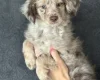 Miniature Poodle