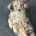 Miniature Poodle