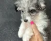 Miniature Poodle
