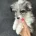 Miniature Poodle