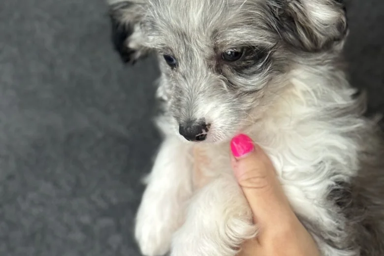 Miniature Poodle