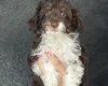 Miniature Poodle