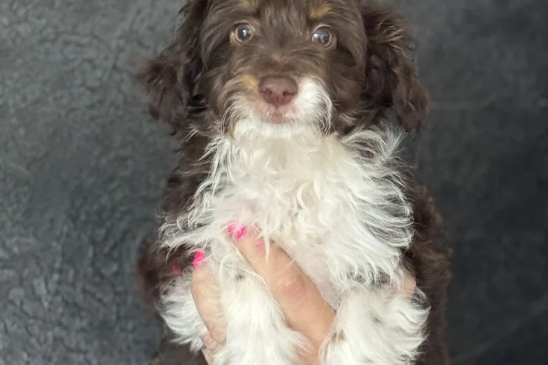 Miniature Poodle
