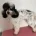 Miniature Poodle