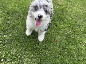 Miniature Poodle
