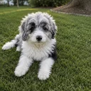 Miniature Poodle