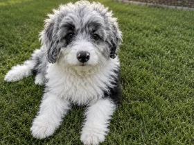 Miniature Poodle