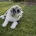 Miniature Poodle