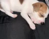 Jack Russell