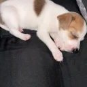 Jack Russell
