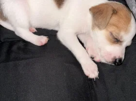 Jack Russell