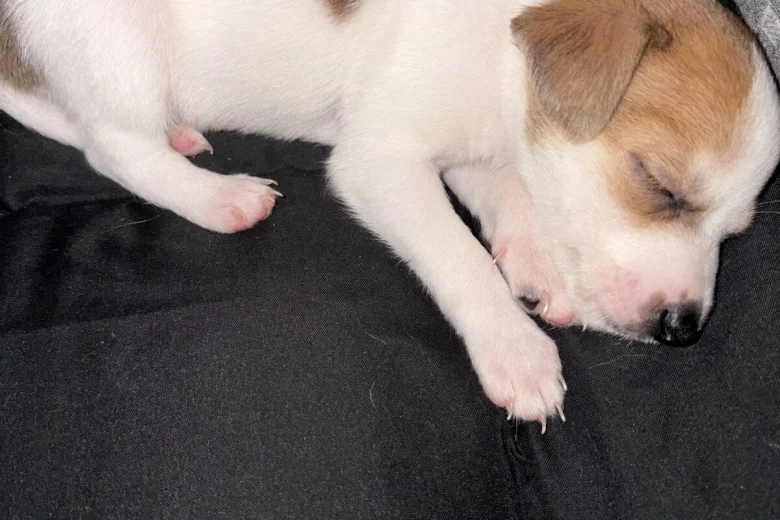 Jack Russell
