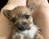 Jack Russell