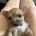 Jack Russell