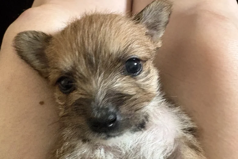 Jack Russell