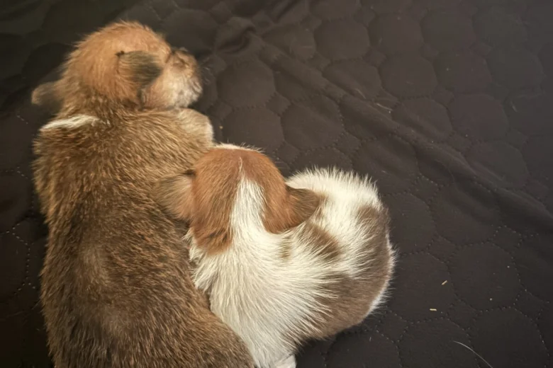 Jack Russell