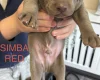 Mixed Breed
