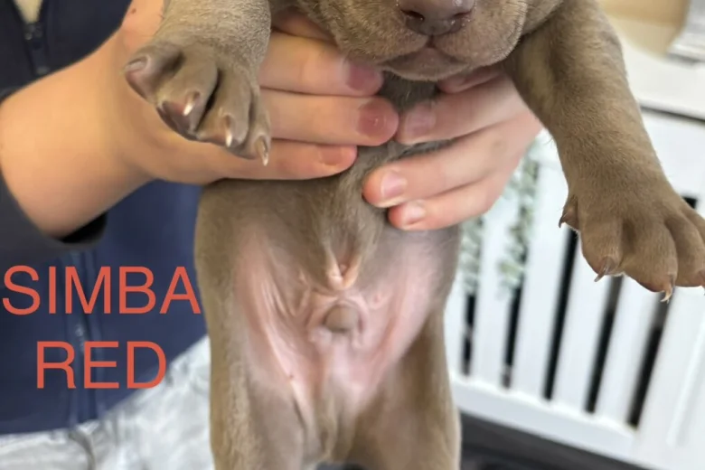 Mixed Breed