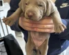 Mixed Breed