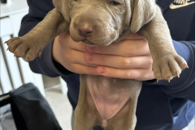 Mixed Breed