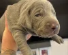 Mixed Breed