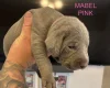Mixed Breed