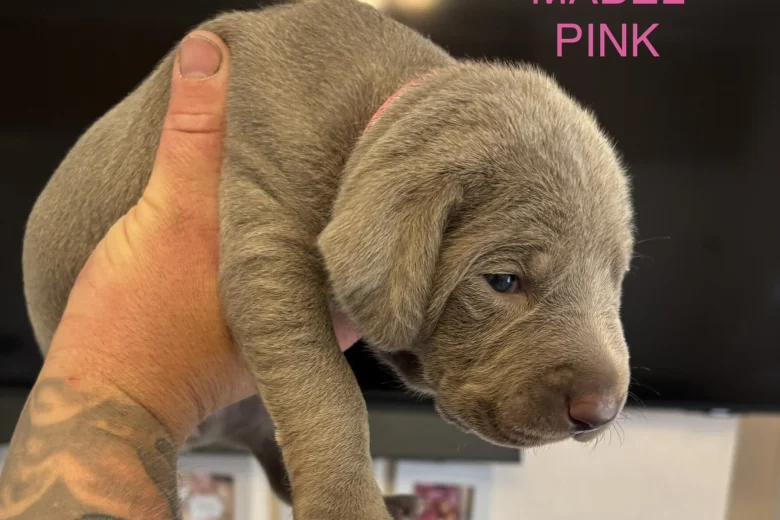 Mixed Breed
