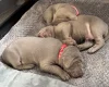 Mixed Breed