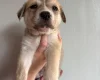 Mixed Breed