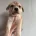 Mixed Breed