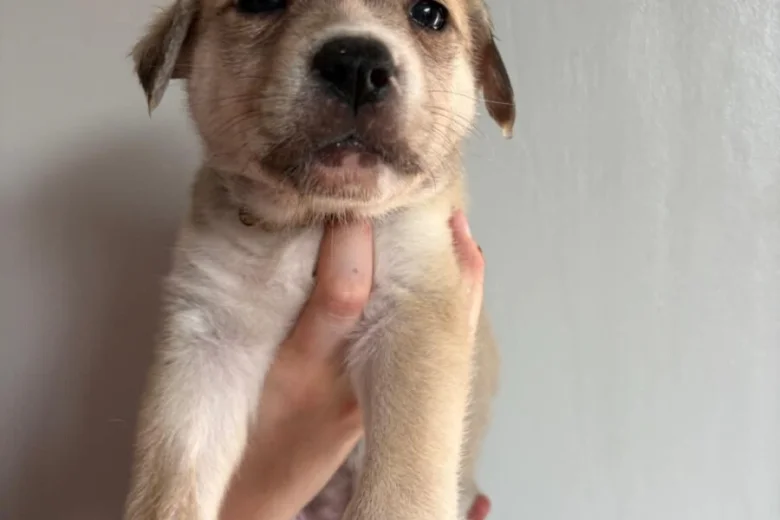 Mixed Breed