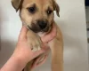 Mixed Breed