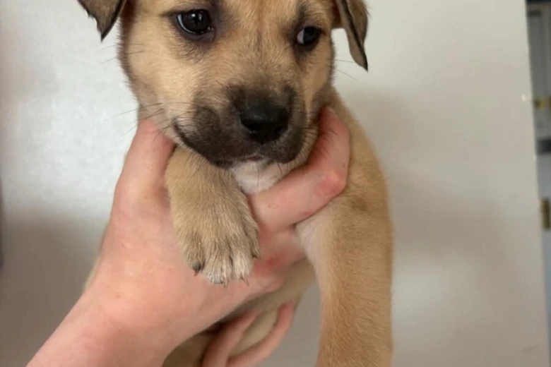 Mixed Breed
