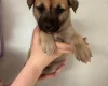 Mixed Breed