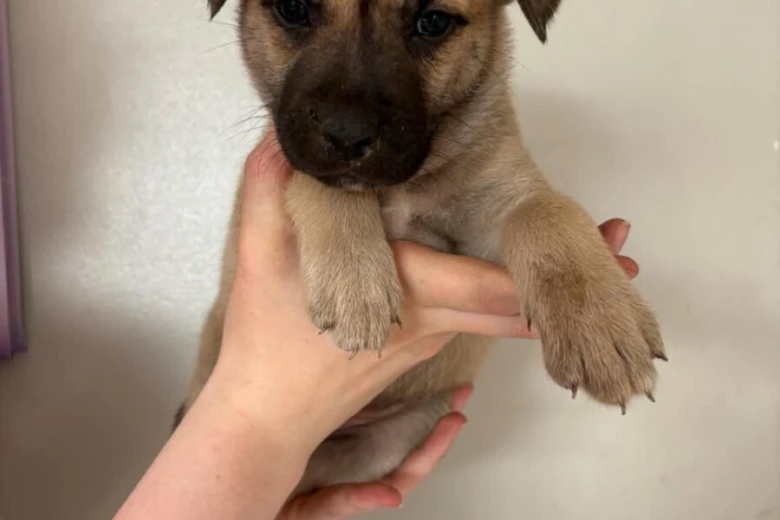 Mixed Breed