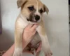 Mixed Breed